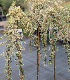 Cotoneaster x suecicus 'Juliette'